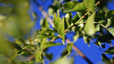 سبز-برگ-شاخه-ماکرو-طبیعت